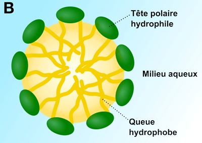 Schéma d'une micelle directe formées par des phospholipides en solution aqueuse