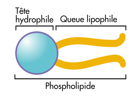 Schema-phospholipide-jonzac-2