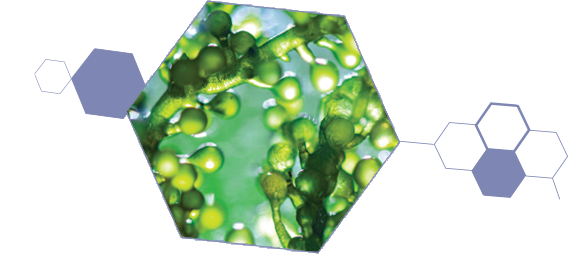 L'algue chlorelle, actif de la gamme anti-rougeurs Jonzac